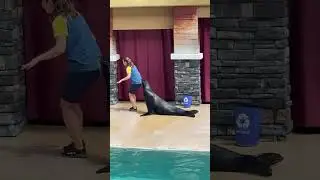 Live from SeaWorld Orlando Florida