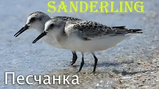 Песчанка на берегу острова Джарылгач / Sanderling