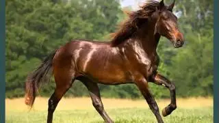 Horse Lusitano | Picture Idea Of Horse Type Lusitano