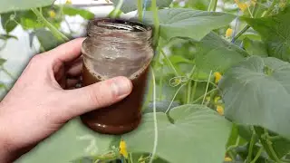 Витаминная бомба для огурцов! Огурцы плодоносят без остановки!