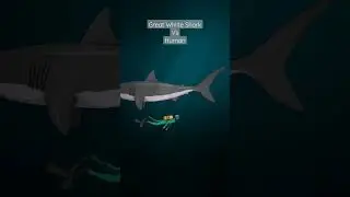 Great White Shark vs Human | Size comparison | Full video on my channel