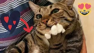 FUNNIEST CAT VIDEOS 2024 COMPILATION 😂 Funny Cats 28 😺 #funny #pet #cat #foryou #viral #viralvideo