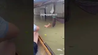 Спасение собачек 🥺 