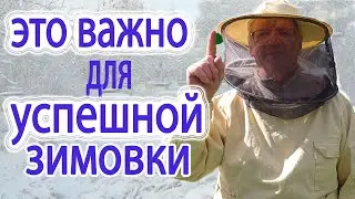 Как сформировать гнездо пчёл, чтобы семьи зимой не погибли.