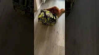 Мартин кот #мейнкун