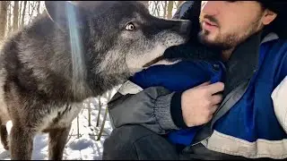 BCW НА СВЯЗИ 🌏 СЕВЕРНЫЕ ВОЛКИ 🐺‼️ ПАРК ВОЛКОВ В САНКТ-ПЕТЕРБУРГЕ 🐺