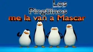 Los pingüinos me la van a mascar ||#meme #mem #мем #мемы