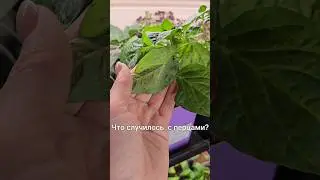 Оэдема 