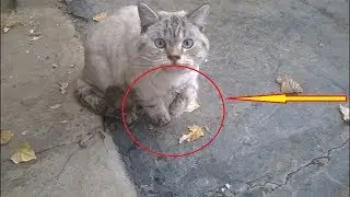 Хозяева выставили за дверь кота с отнимающимися лапами...