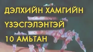 Дэлхийн хамгийн үзэсгэлэнтэй 10 амьтан