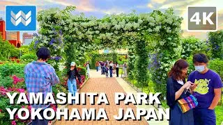 [4K] Yamashita Park's Future Rose Garden in Yokohama Japan 🇯🇵 2024 Walking Tour Vlog & Travel Guide