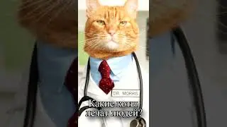 Какие коты лечат людей?