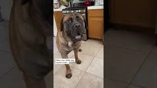 My 200 POUND dog really wants a treat.. 