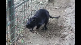 ПОБЕГ НУТРИЙ ИЗ ЗАГОНА.