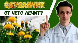 Одуванчик 🌼 научные факты о лечебных свойствах.