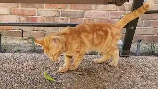 Наш котенок и очень храбрая ящерица.
