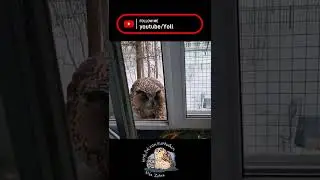 There will be no outside! Owl enters the room 