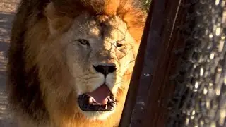 КТО РАЗБУДИЛ ВСЕХ ЛЬВОВ ТАЙГАНА.  LION ROARS LOUDLY