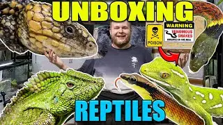 UNBOXING THE RAREST PET GECKO IN THE WORLD! EPIC REPTILE IMPORT UNBOXING!