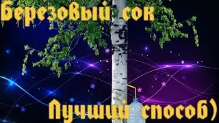 Как собирать берёзовый сок - способ СУПЕР