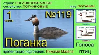 Поганка. Чомга. Голоса птиц