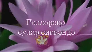 Гөлләреңә сулар сипкәндә - Когда поливаю твои цветы (шигырь).