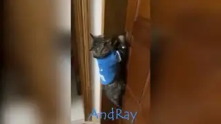 Новые приколы. Два дебила это сила. Три дебила - парадокс!