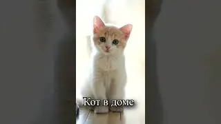 Для чего нужен кот в доме?