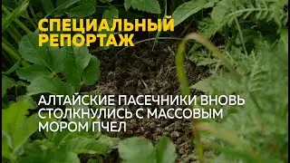 Массовый мор пчел произошел сразу в нескольких районах Алтайского края