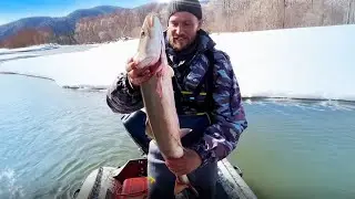 Горная рыбалка на тайменя. Ловля тайменя на спиннинг весной. Рыбалка весной на тайменя в тайге.