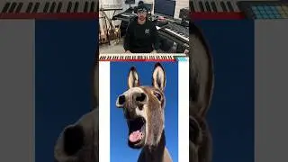 Donkeys can sing 🫏🤣