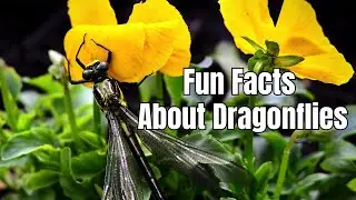 Fun Facts About Dragonflies - Dragonfly Facts