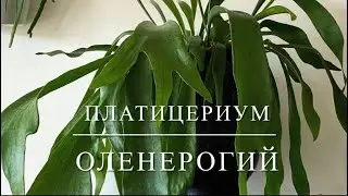 ПЛАТИЦЕРИУМ ОЛЕНЕРОГИЙ / PLATYCERIUM BIFURCATUM  [Краткий Видео Обзор]