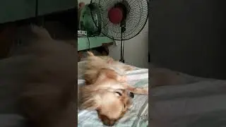 Sa sobrang init gusto nya solo lang nya ang hangin 😊😊😊 #cutedog #dog #doglover #funnydogs #fyp