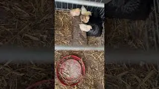 Chicken have baby chicks 