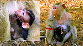 Teva Mother monkey gave new birth to a beautiful, adorable baby monkey