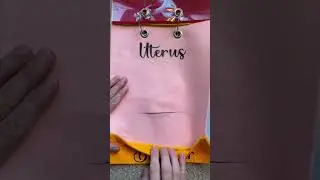 C-Section Anatomy {7 Layers!} 