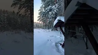 Зимой в лесу