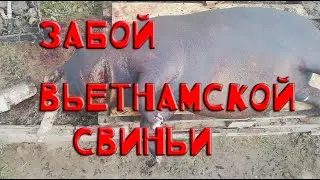 Забой и разделывание вьетнамской свиньи