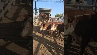 SANJAR AKA CHEMPION BUQALARI 17 MLNDAN CHINOZGA BARAKA.