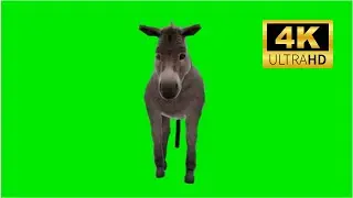 Donkey Green Screen 4k 2023 #2