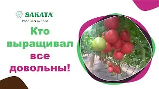 НОВИНКА! ТОМ02286  РАННИЙ УРОЖАЙ ВКУСНЫХ КРУПНЫХ РОЗОВЫХ ТОМАТОВ! 