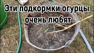 Огурцы плохо растут ? Эти подкормки  помогут исправить ситуацию.
