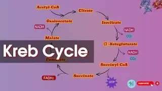 Kreb Cycle|| Kerb cycle Explanation || TCA cycle