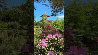 ЧЁРНАЯ СМОРОДИНА - SEVENROSE | ЯПОНСКИЙ САД В ЦВЕТУ 