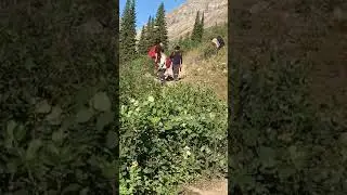 Glacier National Park Black Bear Encounter, August 2, 2019