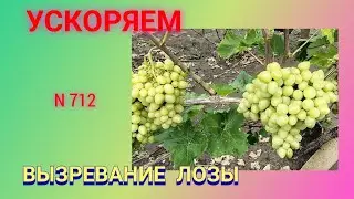 Как ускорить вызревание виноградной лозы. Простой способ.