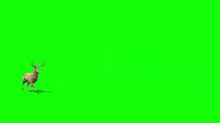 Deer running green screen effect/deer running in forest green screen video