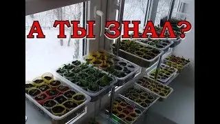 СТЕЛЛАЖ для рассады НА ОКНЕ  делаем сами!