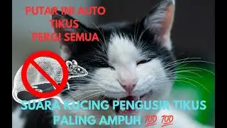 SUARA KUCING PENGUSIR TIKUS/suara kucing pengusir tikus